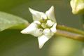 Frangula alnus